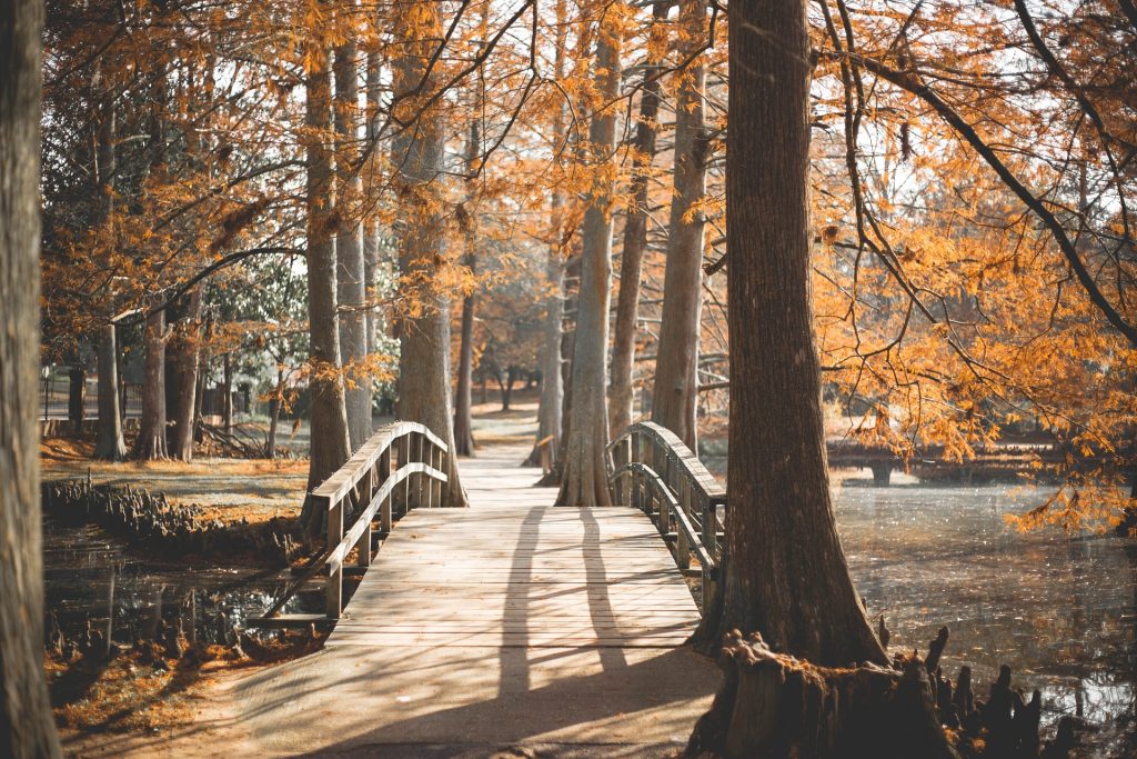 A bridge in a park.