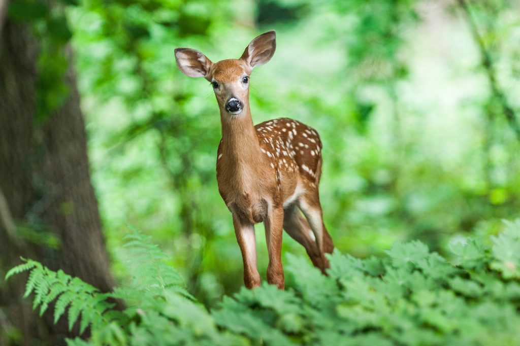A cute deer peeking at the photographer in the wild.